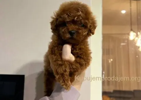 Najmanje pudle, od najlepsih roditelja u Evropi - 9/9