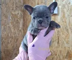 Sivi plavi francuski buldog