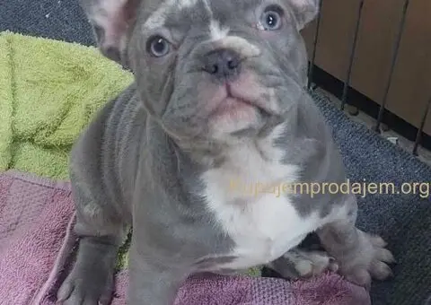 Sivi plavi francuski buldog - 2/4