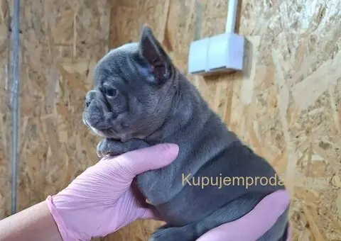 Sivi plavi francuski buldog - 4/4
