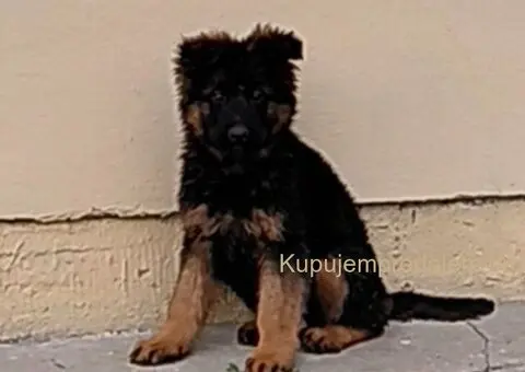 Nemački ovčar štenci - 1/3