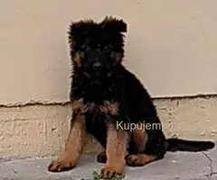 Nemački ovčar štenci