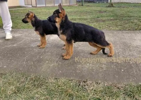Nemački ovčar štenci - 2/3