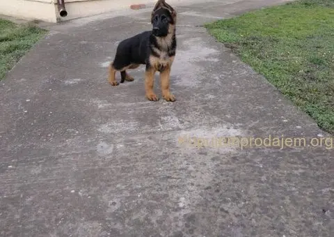 Nemački ovčar štenci - 3/3
