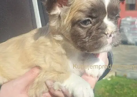 Francuski buldog štenci dugodlaki - 1/3