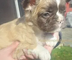 Francuski buldog štenci dugodlaki