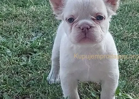 Francuski buldog štenci dugodlaki - 2/3