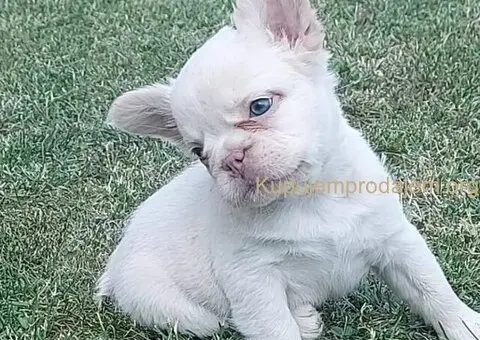 Francuski buldog štenci dugodlaki - 3/3