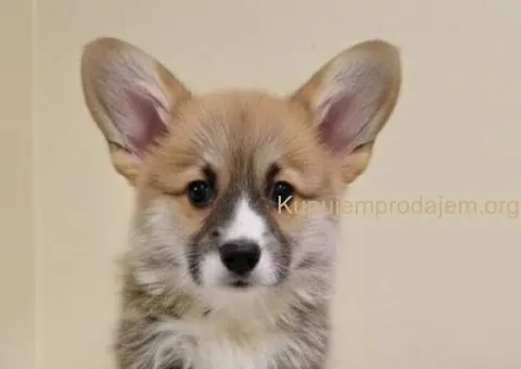 Velški Korgi Pembrok prelepi štenci - 1/7