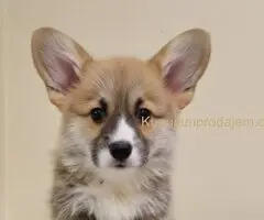 Velški Korgi Pembrok prelepi štenci