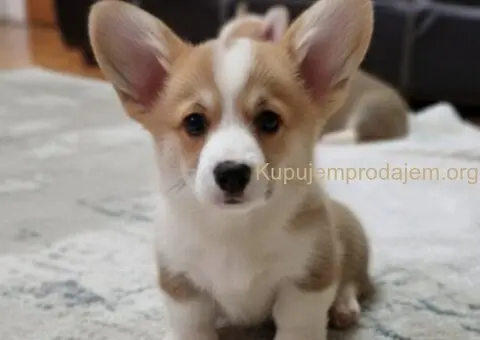 Velški Korgi Pembrok prelepi štenci - 2/7