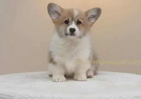 Velški Korgi Pembrok prelepi štenci - 3/7