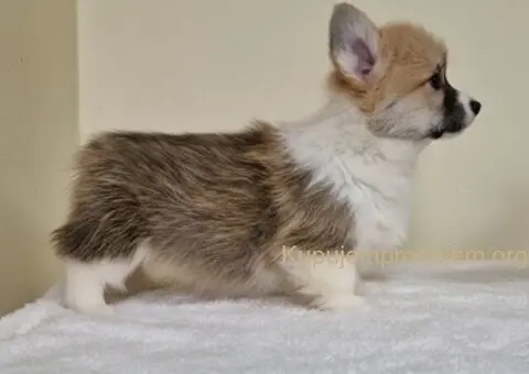 Velški Korgi Pembrok prelepi štenci - 5/7