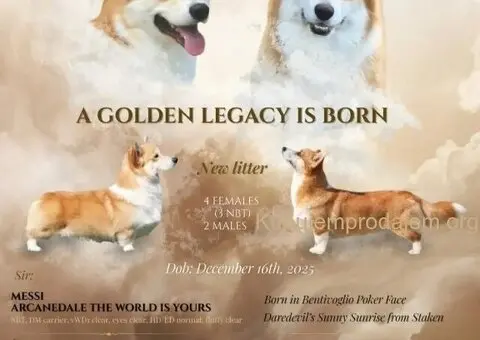 Velški Korgi Pembrok prelepi štenci - 6/7