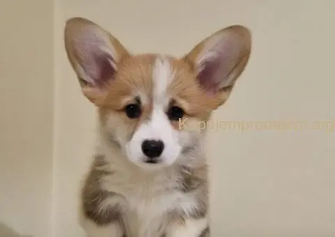 Velški Korgi Pembrok prelepi štenci - 7/7