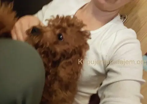 Crvene toy pudle - 1/5