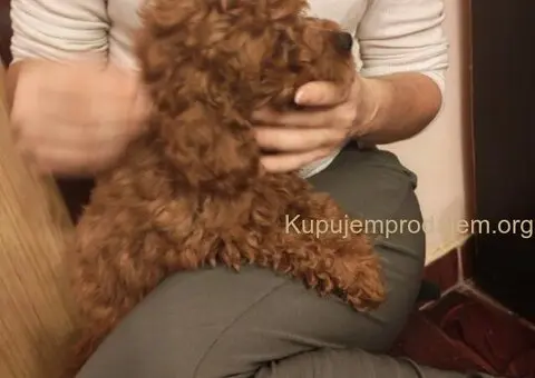 Crvene toy pudle - 2/5