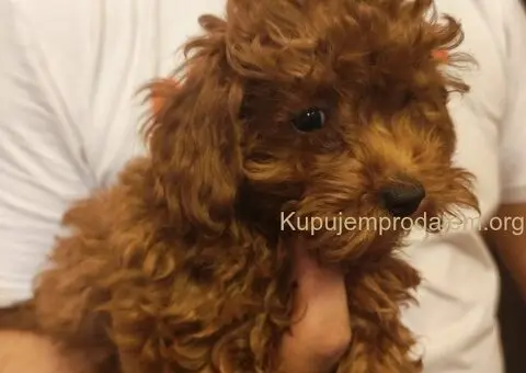 Crvene toy pudle - 3/5