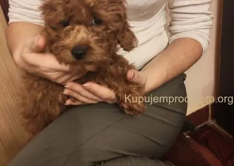 Crvene toy pudle - 5/5