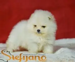 Pomeranac BOO medvedići, Pomeranski Špic štenci