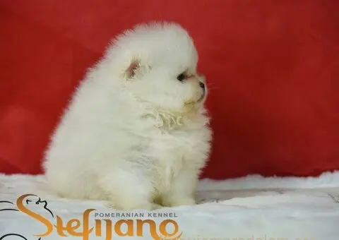 Pomeranac BOO medvedići, Pomeranski Špic štenci - 2/8