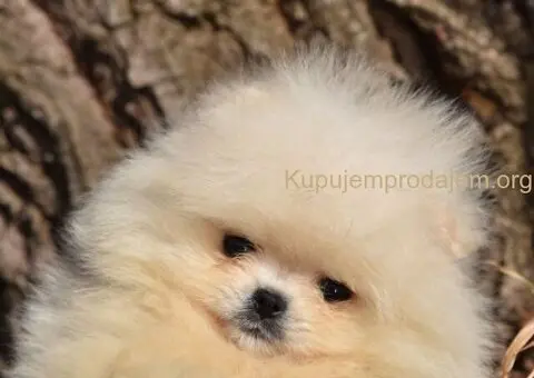 Pomeranac BOO medvedići, Pomeranski Špic štenci - 3/8