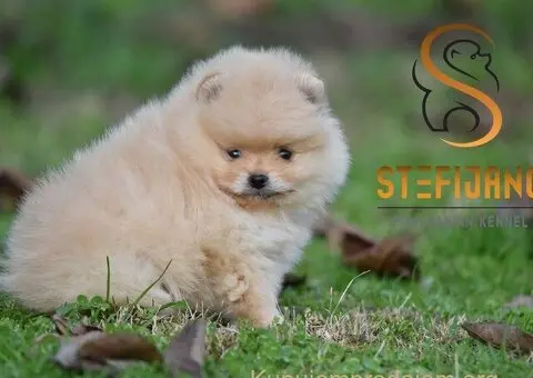 Pomeranac BOO medvedići, Pomeranski Špic štenci - 4/8