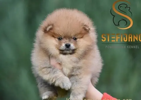 Pomeranac BOO medvedići, Pomeranski Špic štenci - 5/8