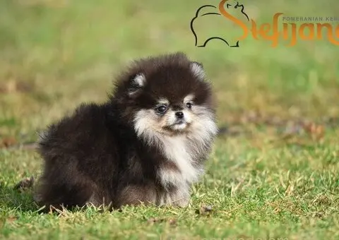 Pomeranac BOO medvedići, Pomeranski Špic štenci - 8/8