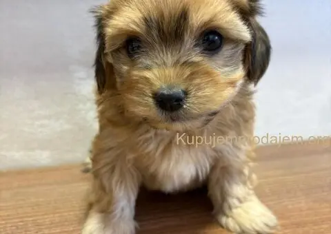 Havanski bišon štenci - 1/7