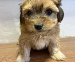 Havanski bišon štenci