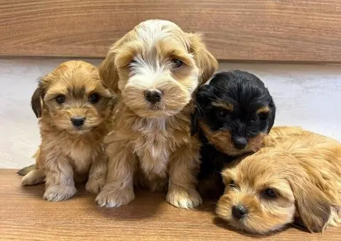 Havanski bišon štenci - 2/7