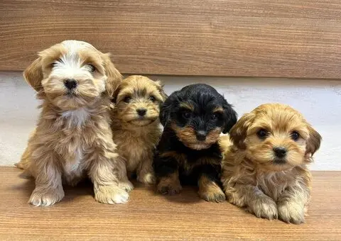 Havanski bišon štenci - 3/7