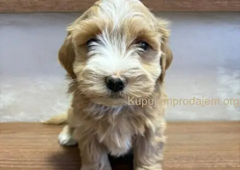 Havanski bišon štenci - 4/7