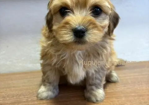 Havanski bišon štenci - 6/7