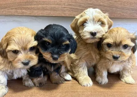 Havanski bišon štenci - 7/7