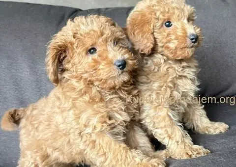 Toy Pudla štenci - 1/8