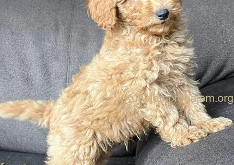 Toy Pudla štenci - 2/8