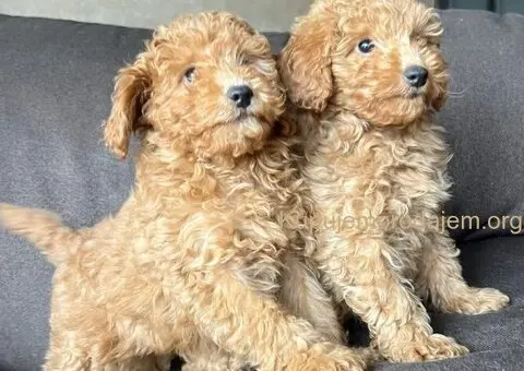 Toy Pudla štenci - 3/8