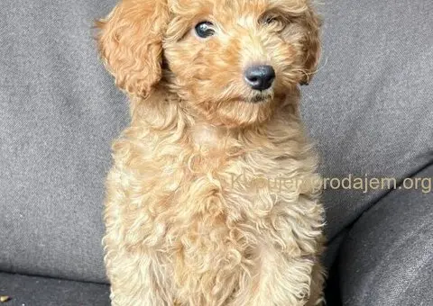 Toy Pudla štenci - 4/8