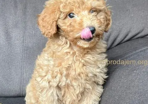 Toy Pudla štenci - 5/8