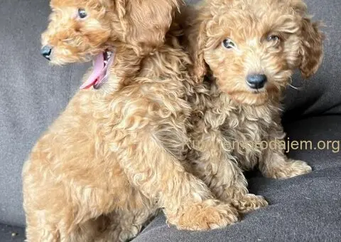 Toy Pudla štenci - 6/8