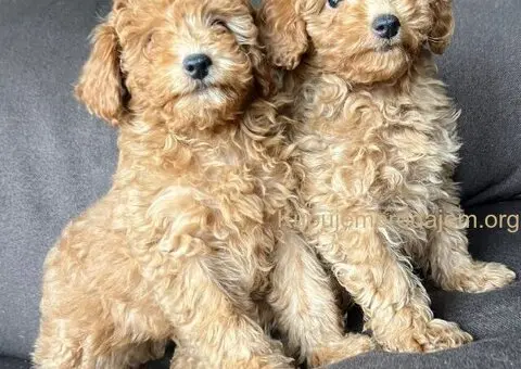 Toy Pudla štenci - 8/8