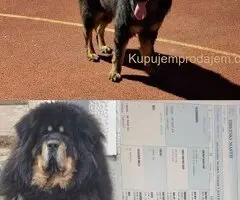 Prodaju se stenad Tibetanskog Mastifa sampionskog porijekla