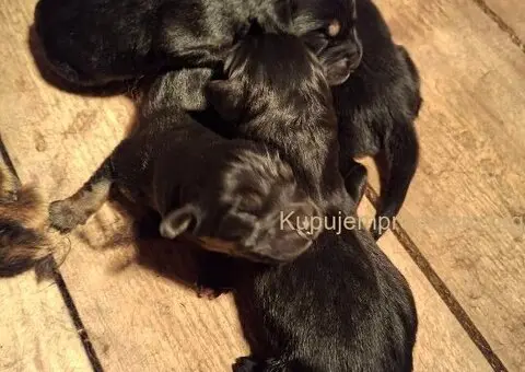 Prodaju se stenad Tibetanskog Mastifa sampionskog porijekla - 3/5