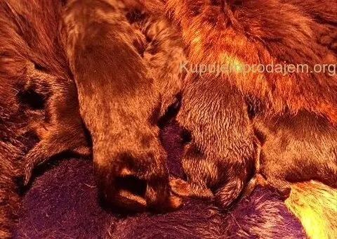 Prodaju se stenad Tibetanskog Mastifa sampionskog porijekla - 4/5