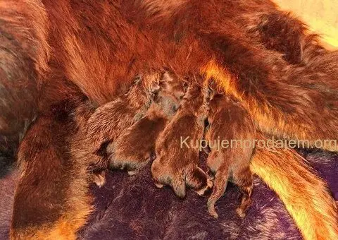 Prodaju se stenad Tibetanskog Mastifa sampionskog porijekla - 5/5