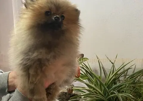 Pomeranac PRELEPI štenci - 1/5