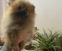 Pomeranac PRELEPI štenci