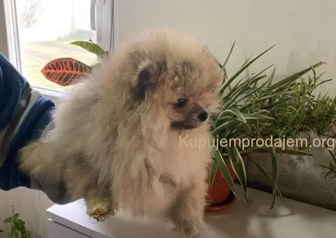 Pomeranac PRELEPI štenci - 2/5